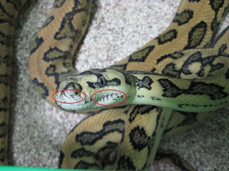 ヘビが苦手な方は絶対に見ないでください 科学コミュニケーターブログ