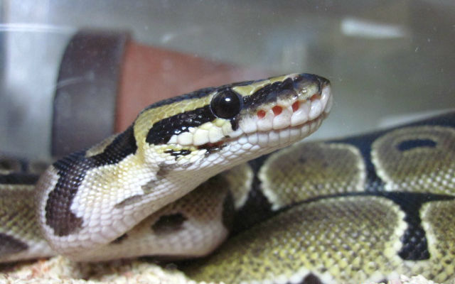 ヘビが苦手な方は絶対に見ないでください 科学コミュニケーターブログ