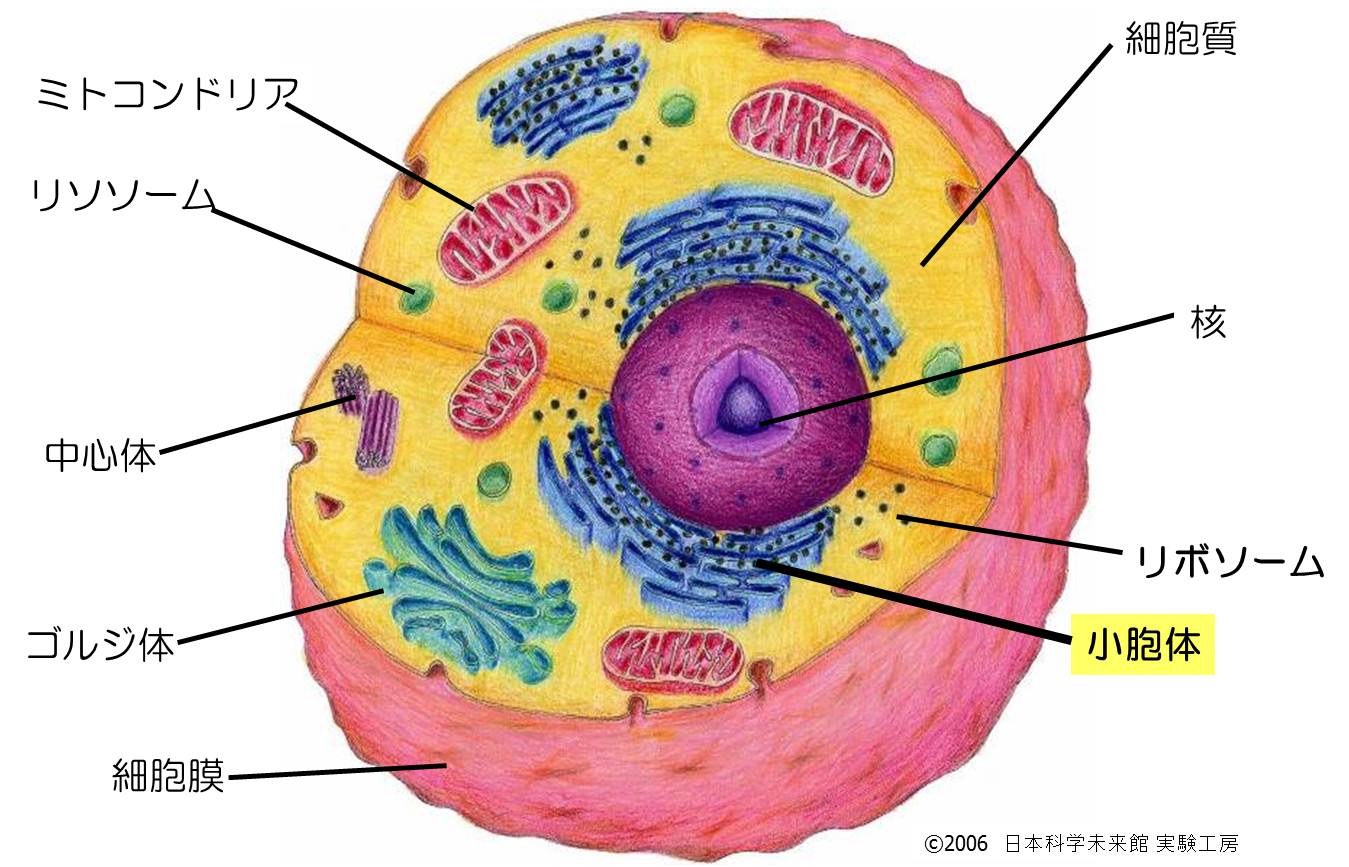 「細胞小器官」の画像検索結果